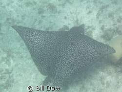 Spotted Eagle Ray North Shore Providenciales.  Leeward si... by Bill Dow 